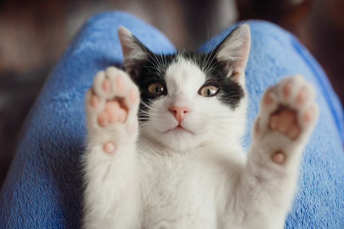 Alergia a gato? A comida do seu gato pode ajudar você!