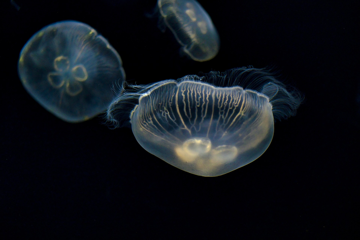 Animais vertebrados e invertebrados