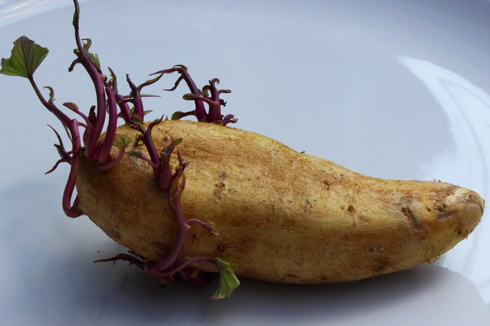 Como plantar batata doce na água