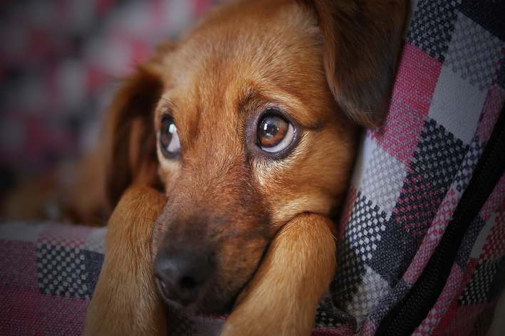 Como reconhecer um cachorro desconfiado