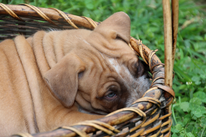 Cachorro enrugado