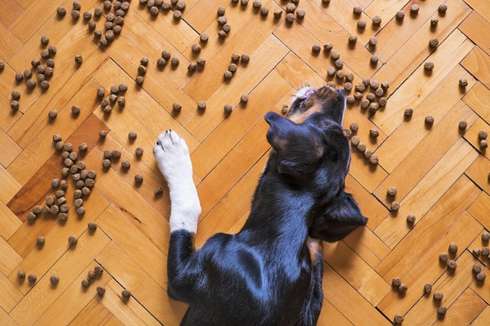 cachorro filhote pode comer ração de cachorro grande