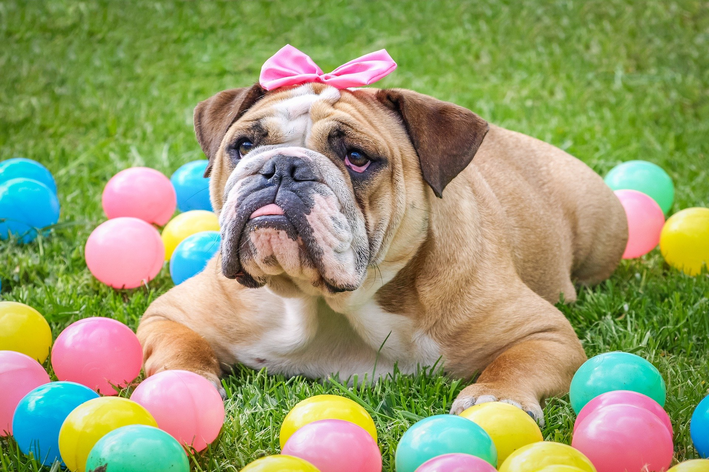 Raças de cachorro manso mais queridas do mundo