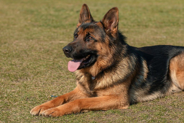 Cachorro pastoreio: conheça as melhores raças