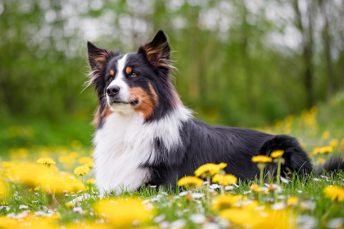 Cachorro pastoreio: conheça as melhores raças