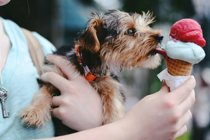 o que fazer quando cachorro comeu açaí