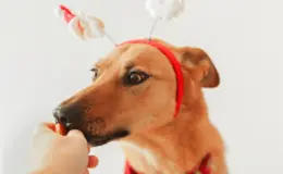 cachorro pode comer canela