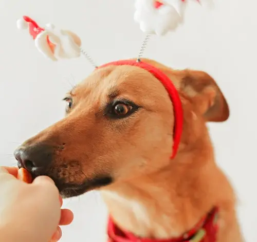 cachorro pode comer canela