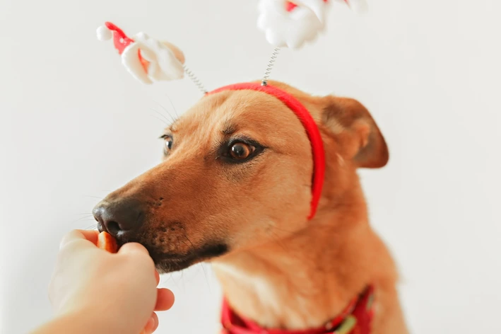 cachorro pode comer canela