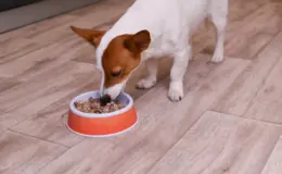 cachorro comendo figado em comedouro