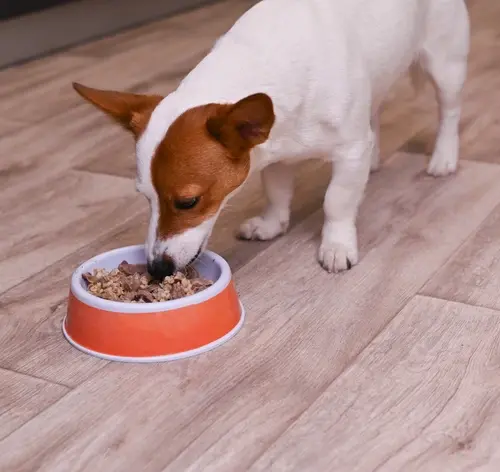 cachorro comendo figado em comedouro