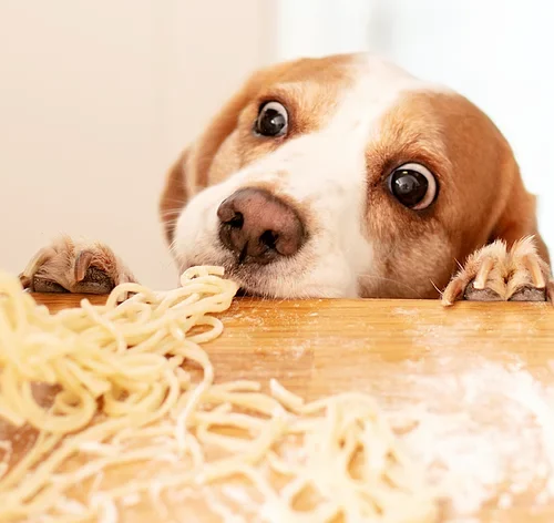 cachorro pode comer macarrão