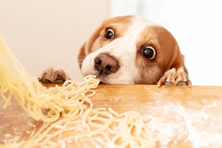 cachorro comendo macarrão