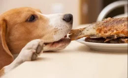 Descubra se cachorro pode comer peixe e a maneira certa de oferecer 1