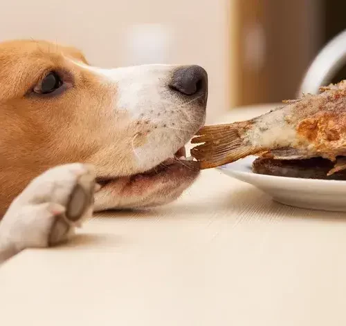 Descubra se cachorro pode comer peixe e a maneira certa de oferecer 1