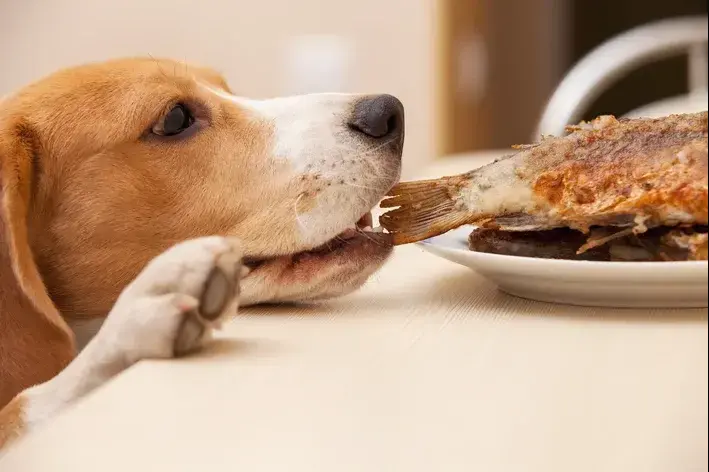 cachorro comendo peixe