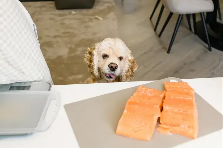 cachorro não pode comer salmão