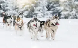 cachorros que parecem lobo andando na neve