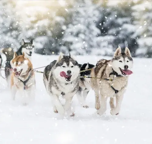 cachorros que parecem lobo andando na neve