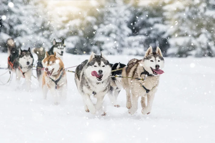 cachorros que parecem lobo andando na neve