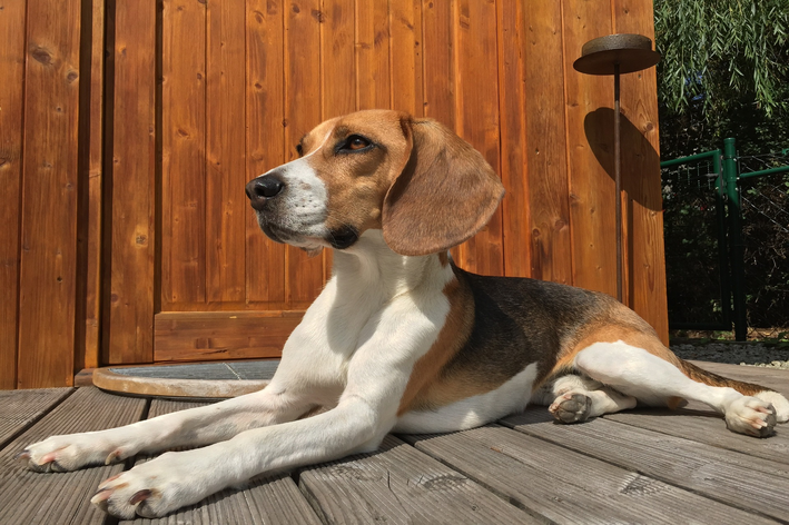 cachorros pequenos e baratos