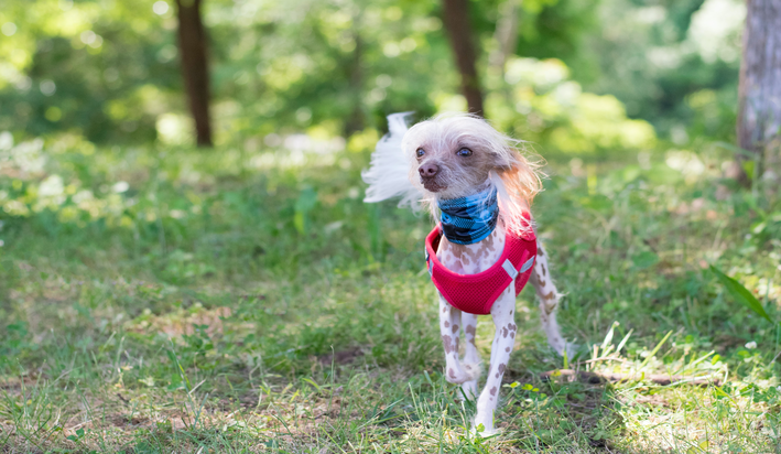 raças de cachorros sem pelos