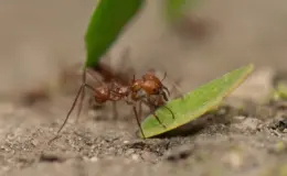 formiga carregando folhas de plantas de jardim