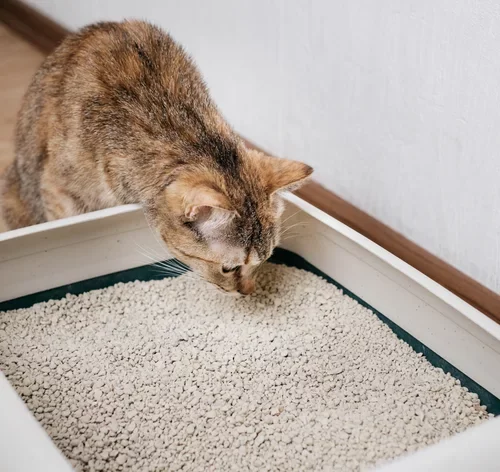gato cheirando caixa de areia que acaba de ser limpa