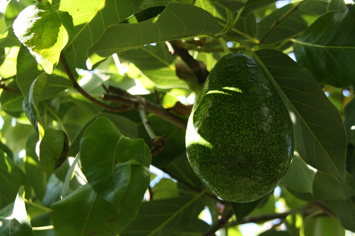 como-plantar-abacate-conheca-as-etapas