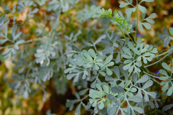 Como plantar arruda: descubra e comece já a cultivar