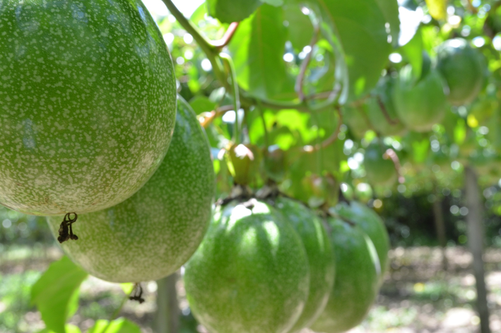 Frutas com vitamina C