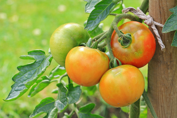 Como plantar tomate em vaso