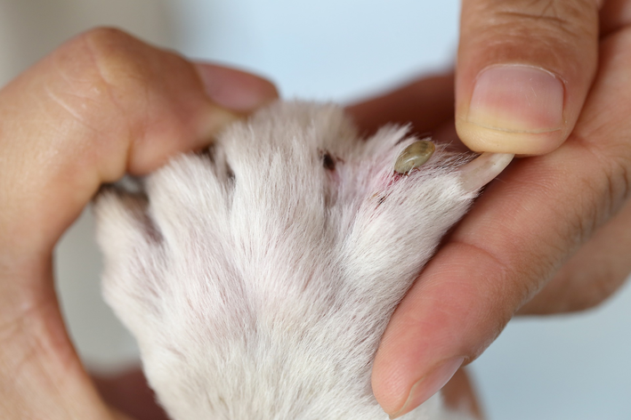 como tirar carrapato de cachorro