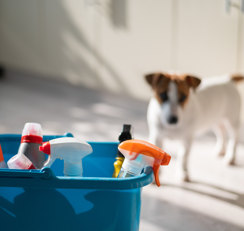 balde com desinfetante para cachorro na cozinha