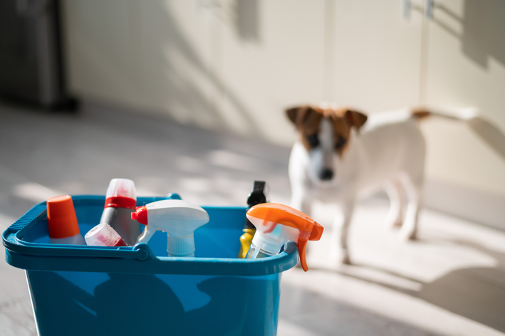 balde com desinfetante para cachorro na cozinha