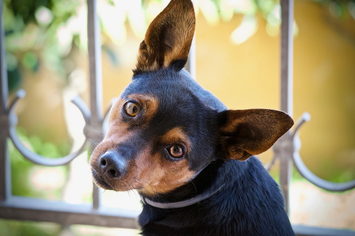 Pinscher olhando para a camera