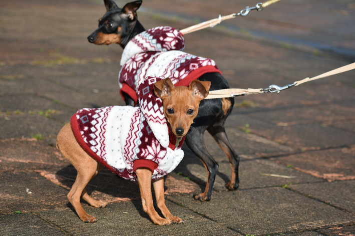 Dois pinscher de diferente tipos passeando