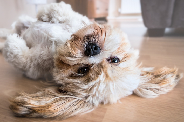 Tipos de tosa lhasa apso