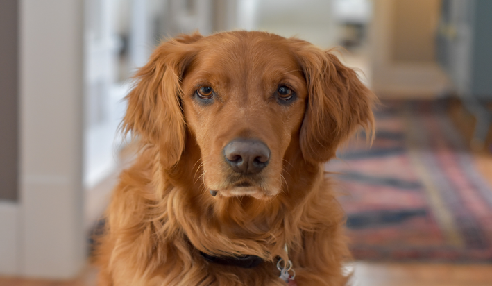 cachorro para apartamento