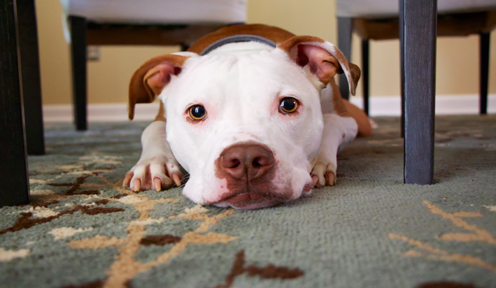 cachorro para apartamento