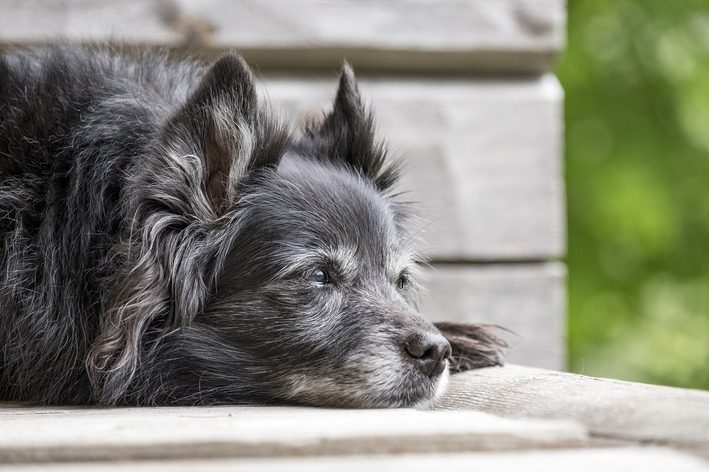 Sinais de epilepsia idiopática em cães