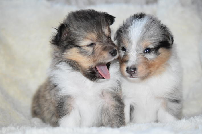 com quantos meses o cachorro pode comer ração seca