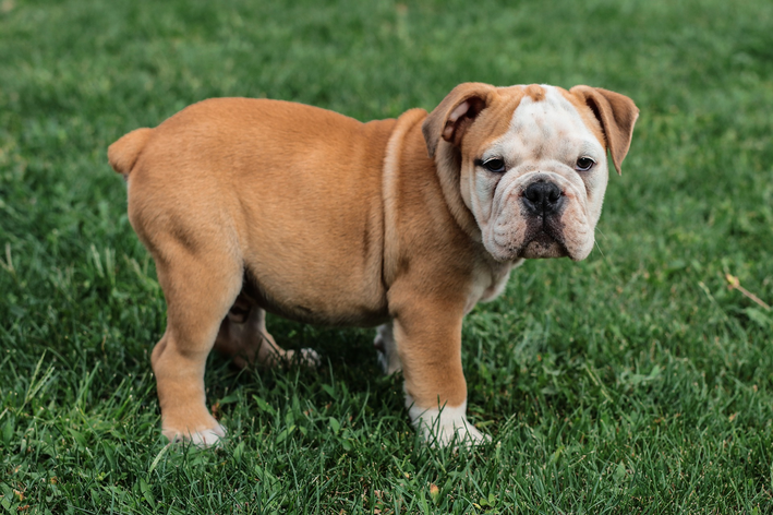 Tipos De Bulldog Conhe a As Principais Ra as E Diferen as