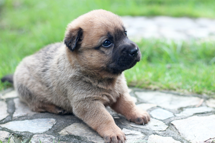 com quantos meses o cachorro pode comer ração seca