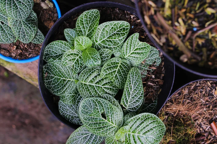 Fittonia argyroneura no jardim