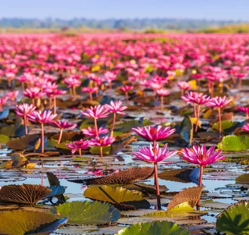 flor-de-lotus no lago