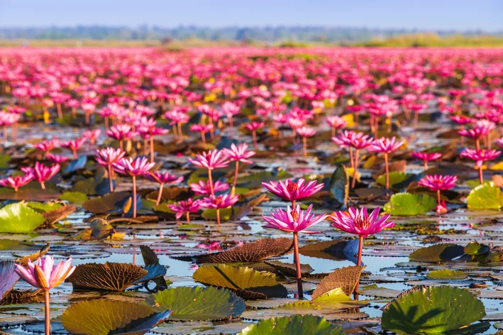 flor-de-lotus no lago