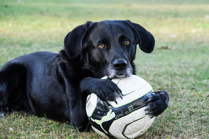 como tirar foto de cachorro