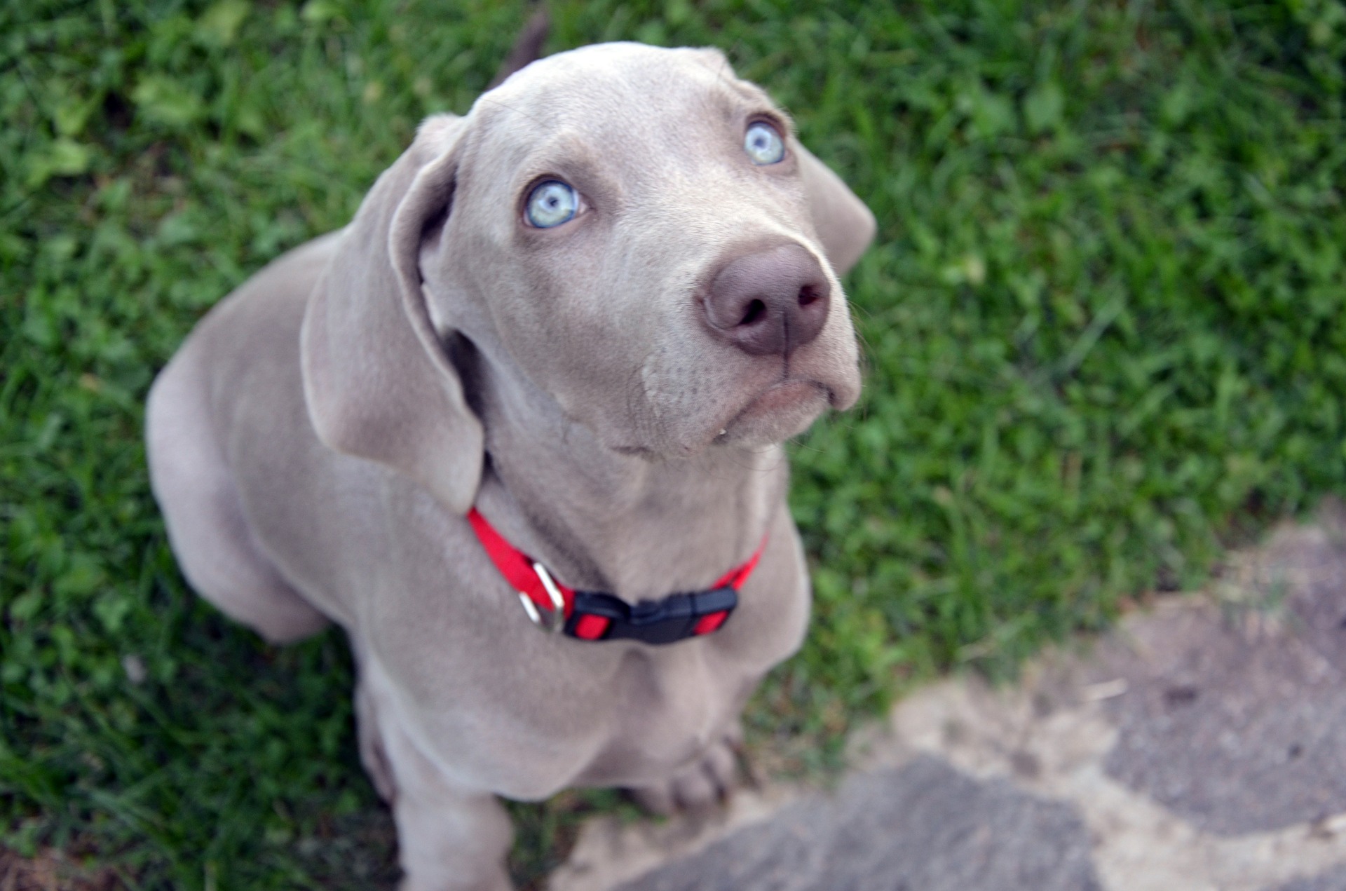 Frango para cachorro 