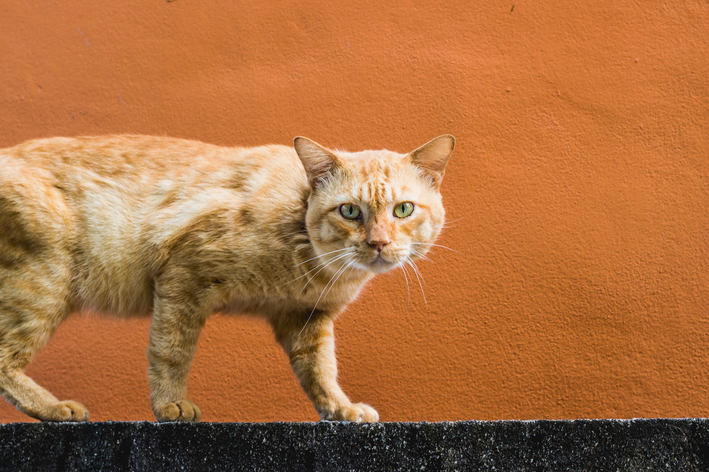 gato laranja